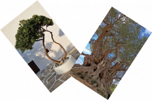 2arbres